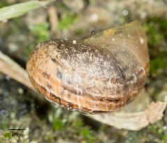 Cornu aspersum