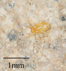 Acari