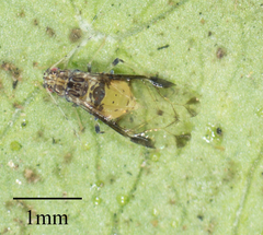 Sarucallis kahawaluokalani