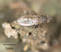Brachycera