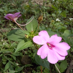 Impatiens platypetala