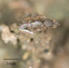 Brachycera