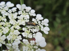 Oedemera flavipennis