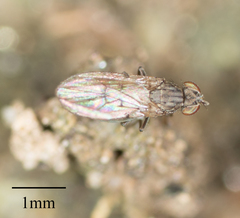 Brachycera