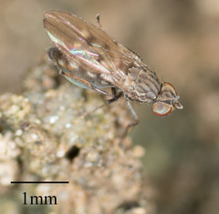 Brachycera