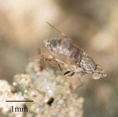 Brachycera