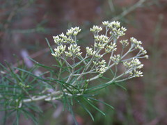 Cassinia laevis