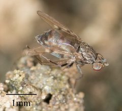 Brachycera