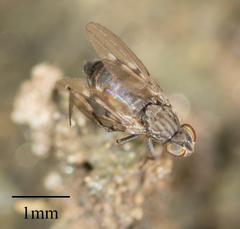 Brachycera