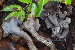 Craterellus atrocinereus