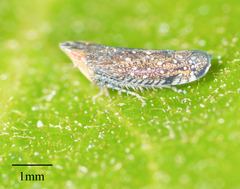 Scaphytopius loricatus