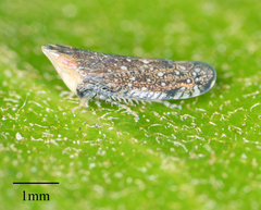 Scaphytopius loricatus