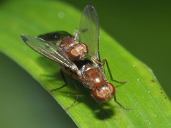 Opomyzoidea