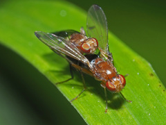 Opomyzoidea
