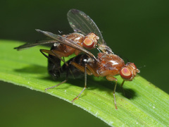 Opomyzoidea