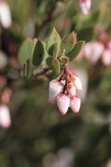 Arctostaphylos myrtifolia