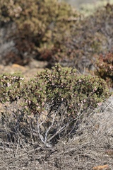 Arctostaphylos myrtifolia