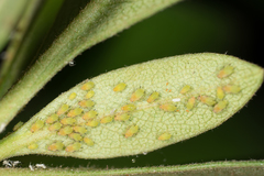 Aphis spiraecola