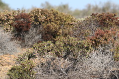 Arctostaphylos myrtifolia