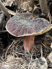 Xerocomellus atropurpureus