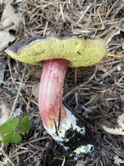 Xerocomellus atropurpureus