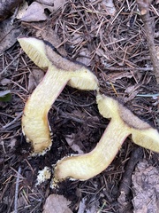 Xerocomellus atropurpureus