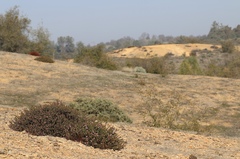 Arctostaphylos myrtifolia