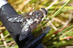 Scaptia adrel