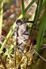 Scaptia adrel