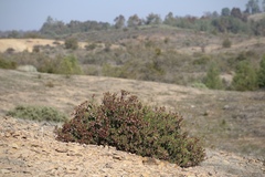 Arctostaphylos myrtifolia