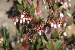 Arctostaphylos myrtifolia