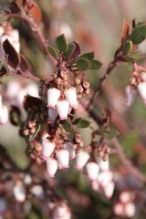 Arctostaphylos myrtifolia