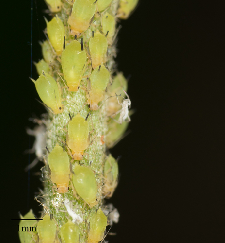 Spiraea Aphid photo 3