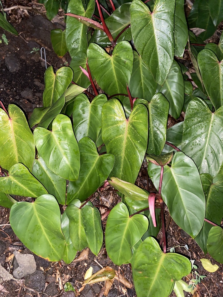 Philodendron erubescens — an easy houseplant, prefers partial sun light