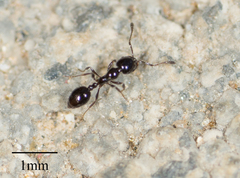 Monomorium ergatogyna