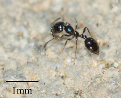 Monomorium ergatogyna