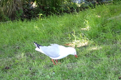 Chroicocephalus novaehollandiae scopulinus