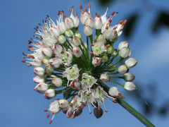 Allium suaveolens