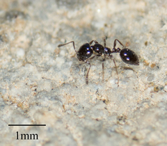 Monomorium ergatogyna