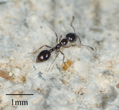 Monomorium ergatogyna