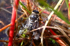 Scaptia adrel