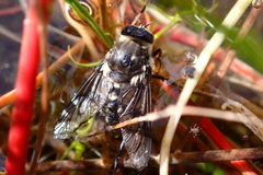 Scaptia adrel