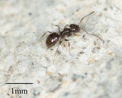 Brachymyrmex patagonicus