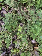 Selaginella arbuscula