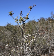 Ceanothus tomentosus tomentosus