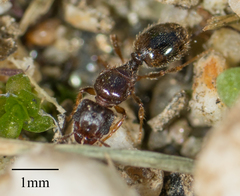 Formicidae