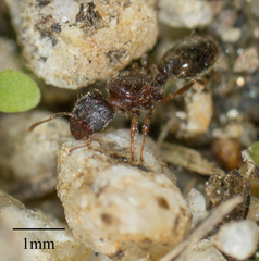 Formicidae