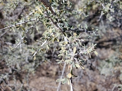 Condalia globosa pubescens