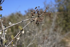 Ceanothus tomentosus tomentosus