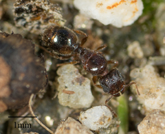 Formicidae